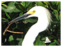 voir la page Aigrette neigeuse oiseaux de Guadeloupe